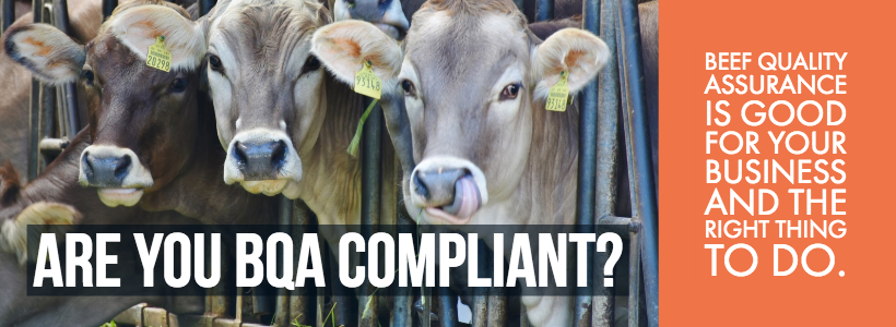 Beef Quality Assurance - What You Need To Know About BQA - Animal ...